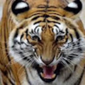 Meet your Posher, Eli